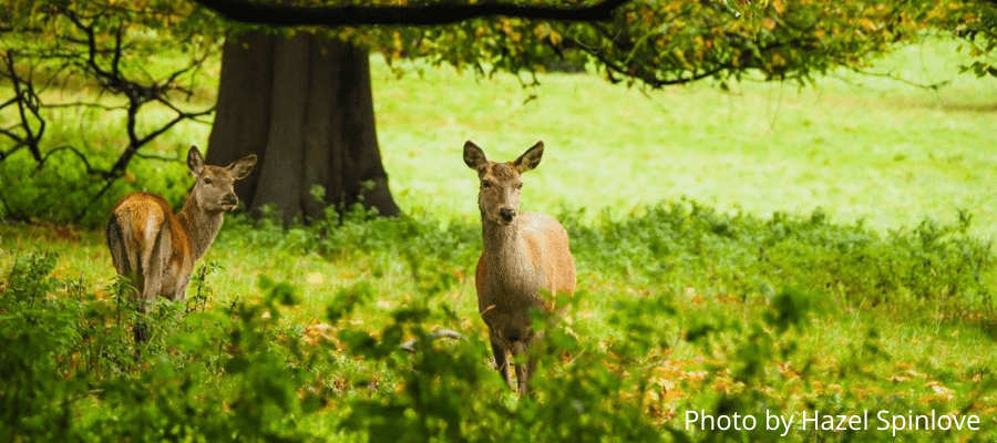 Wildlife Photography in Fountains Abbey, North Yorkshire