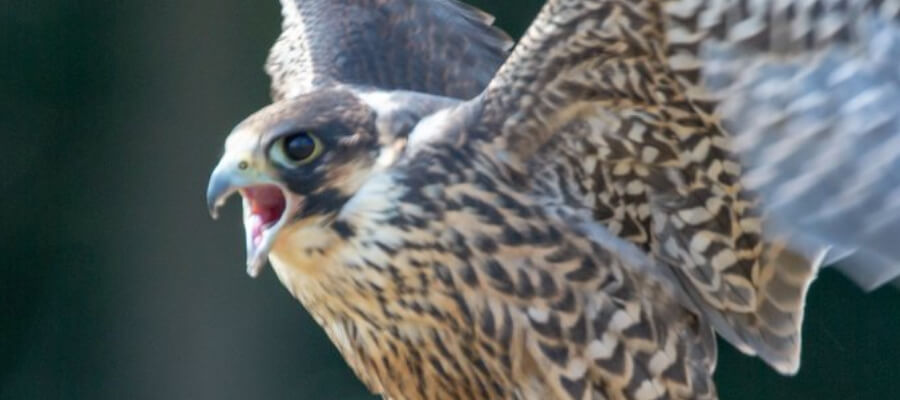 Birds of Prey & Action in Birds of Prey, Durham Dales