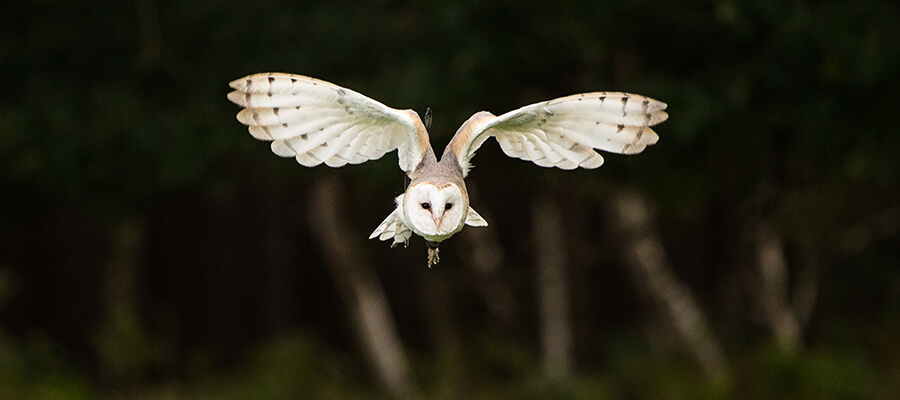 Birds of Prey & Action in East Midlands