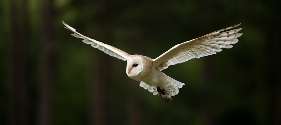 Birds of Prey & Action in East Midlands