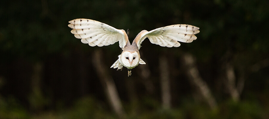 Birds of Prey & Action in East Midlands