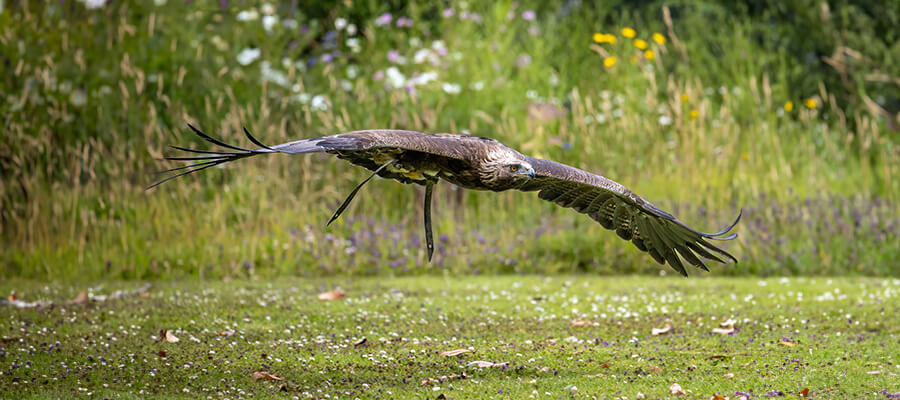 Birds of Prey & Action in Liberty's Owl, Raptor & Reptile Centre