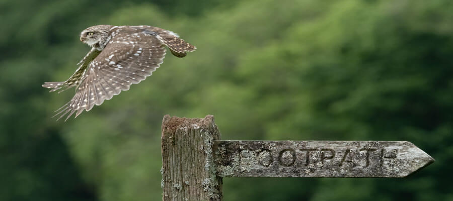 Birds of Prey & Action in Yorkshire