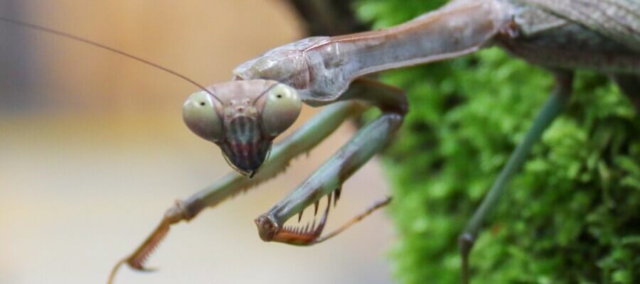 Close-up & Macro in Northumberland Country Zoo