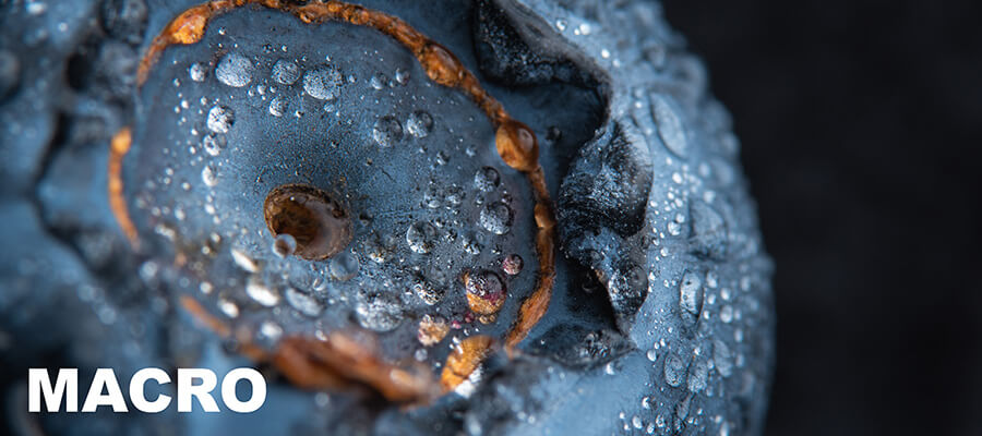 Close-up & Macro in Severn Beach