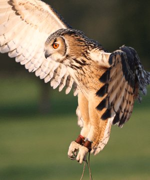 Birds of Prey Photography Courses Wiltshire | Wildlife Photography Skills