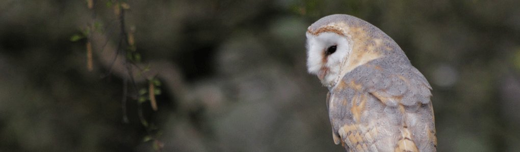 A Review of Willows Birds of Prey Centre, Kent