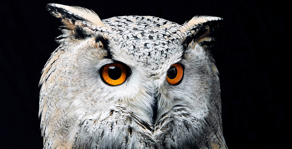 North Somerset Bird of Prey Centre