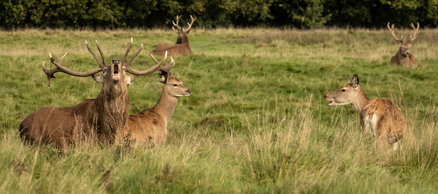 Wildlife & Nature on Location in Tatton Park, Cheshire