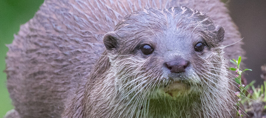 Wildlife & Nature on Location in WWT Washington Wetland Centre, Tyne & Wear