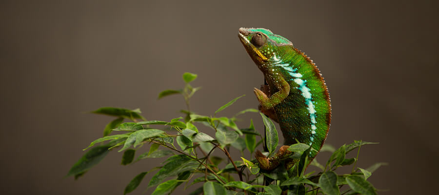 Wildlife Masterclasses in White Post Farm