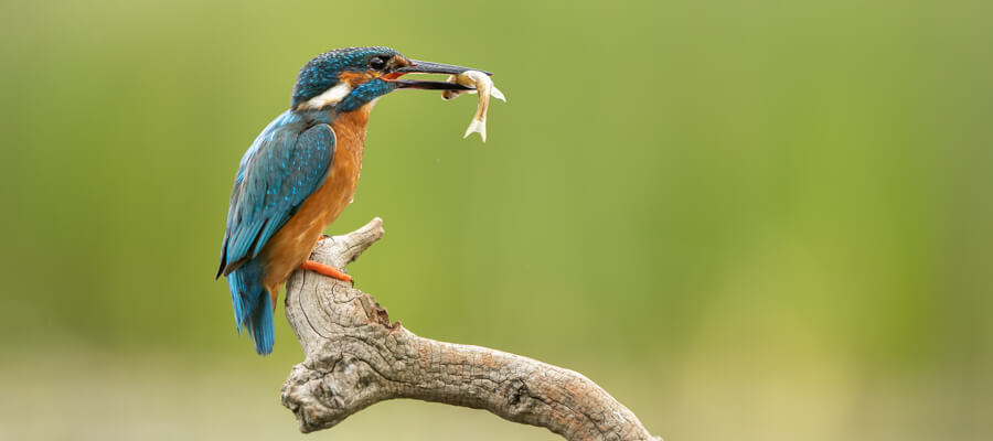 Wildlife Masterclasses in Wildlife Photography Hides