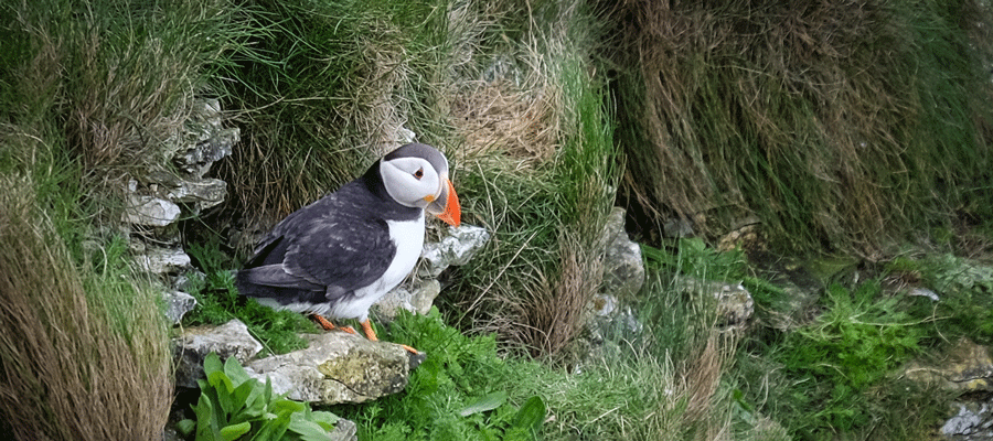 Wildlife Photography in Photography Events in Yorkshire