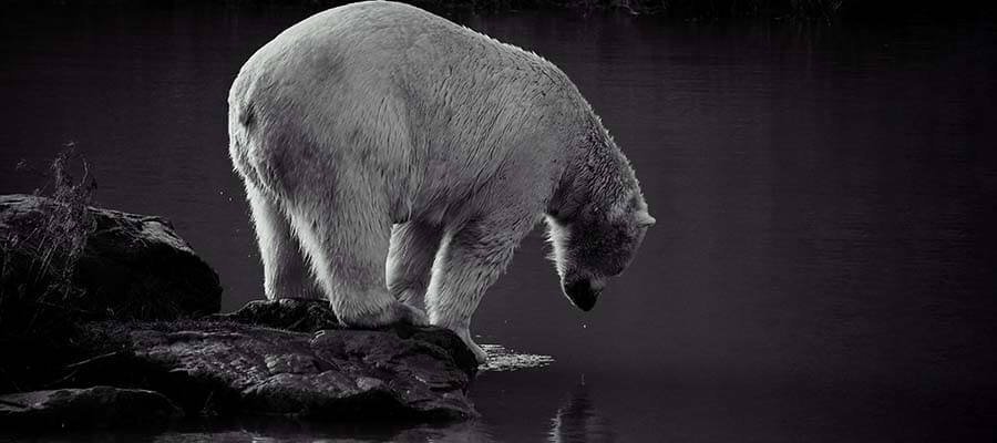 Wildlife Photography in Yorkshire Wildlife Park