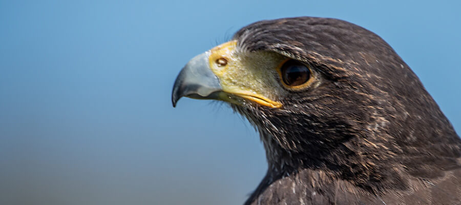 North Somerset Bird of Prey Centre