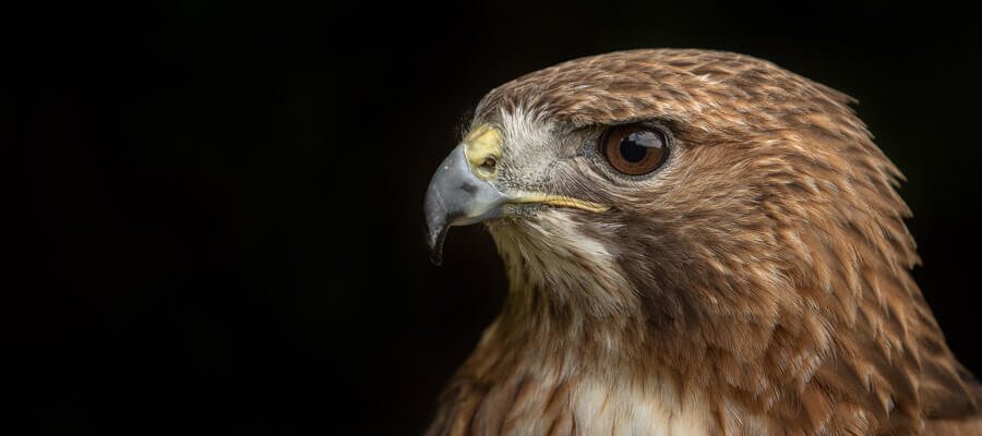 Birds of Prey & Action
