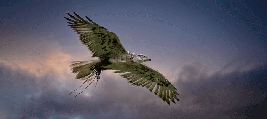 Birds of Prey & Action
