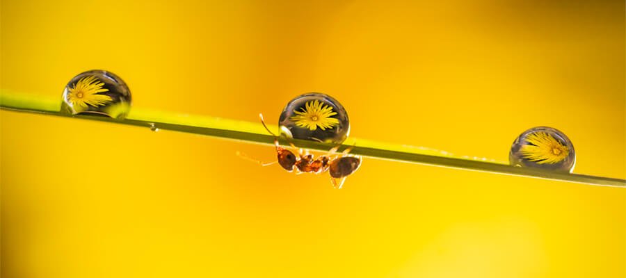 Close-up & Macro