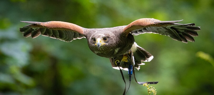 Birds of Prey & Action