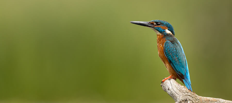 Wildlife Masterclasses