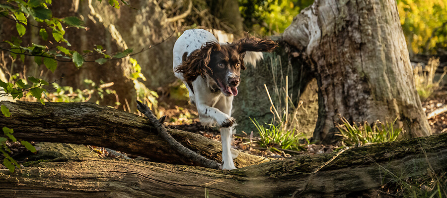dog 900 x400.jpg