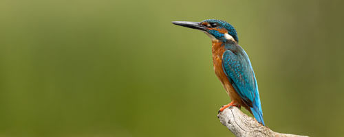Wildlife Masterclasses