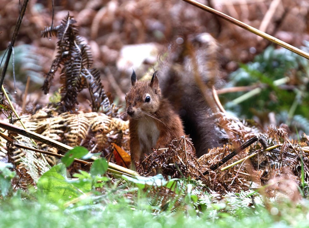 DSC_4417-DeNoiseAI-low-light.jpg