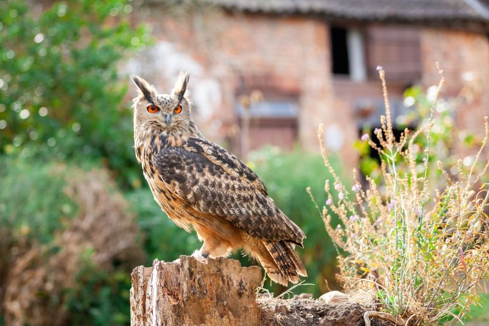 Birds of Prey & Action