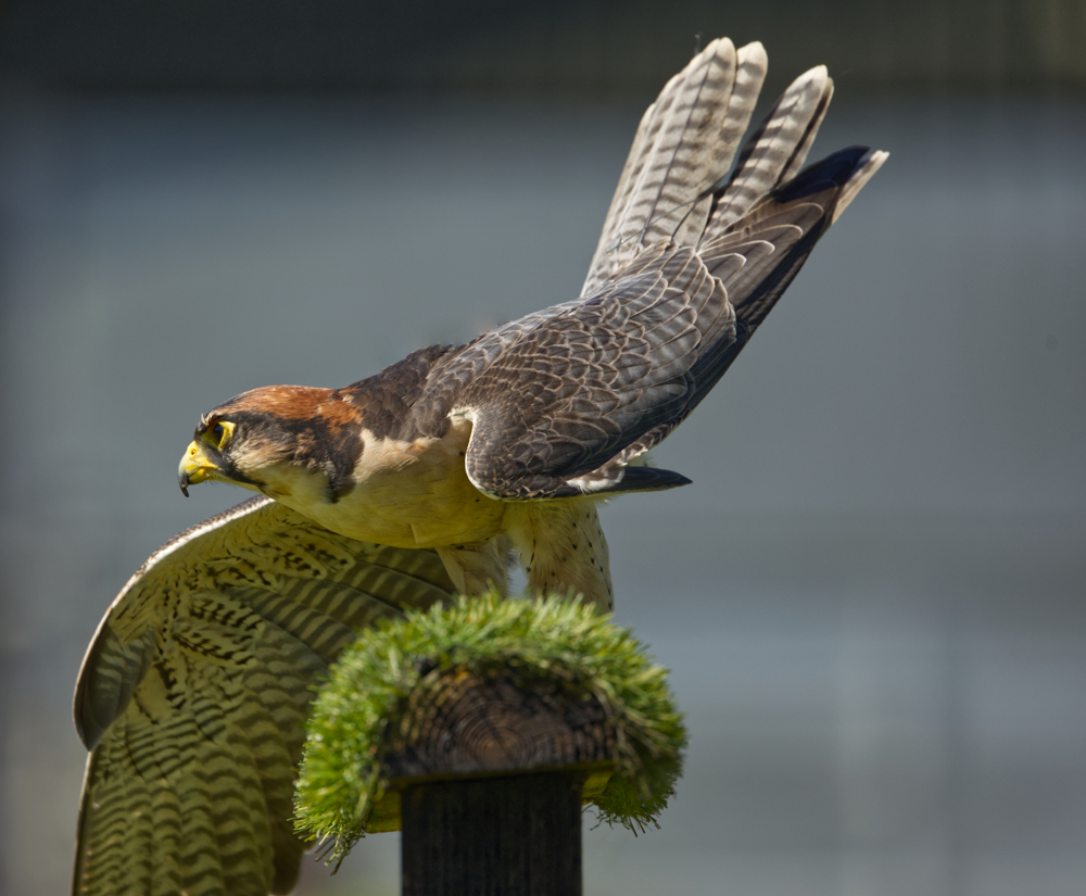 Mere Down Falconry, Wiltshire