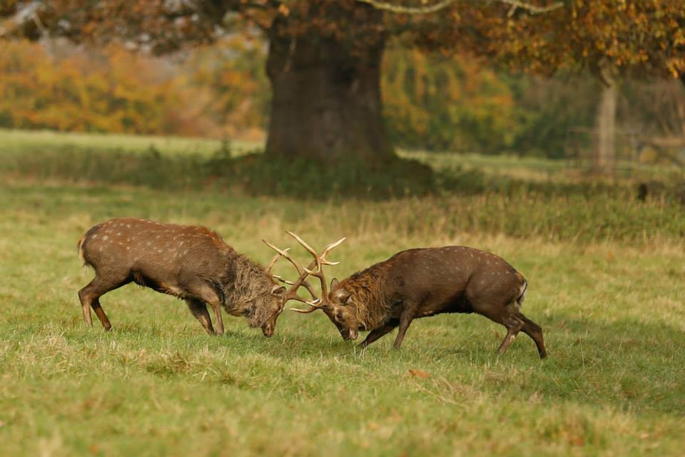 Fountains Abbey, North Yorkshire