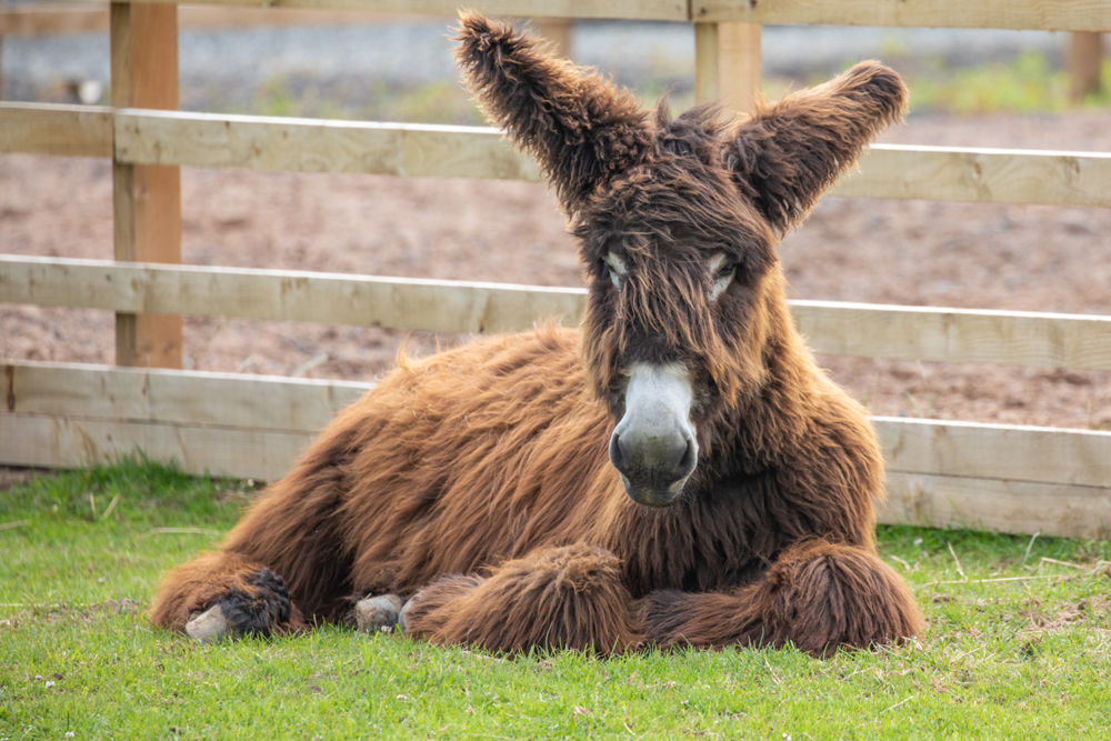 Northumberland Zoo