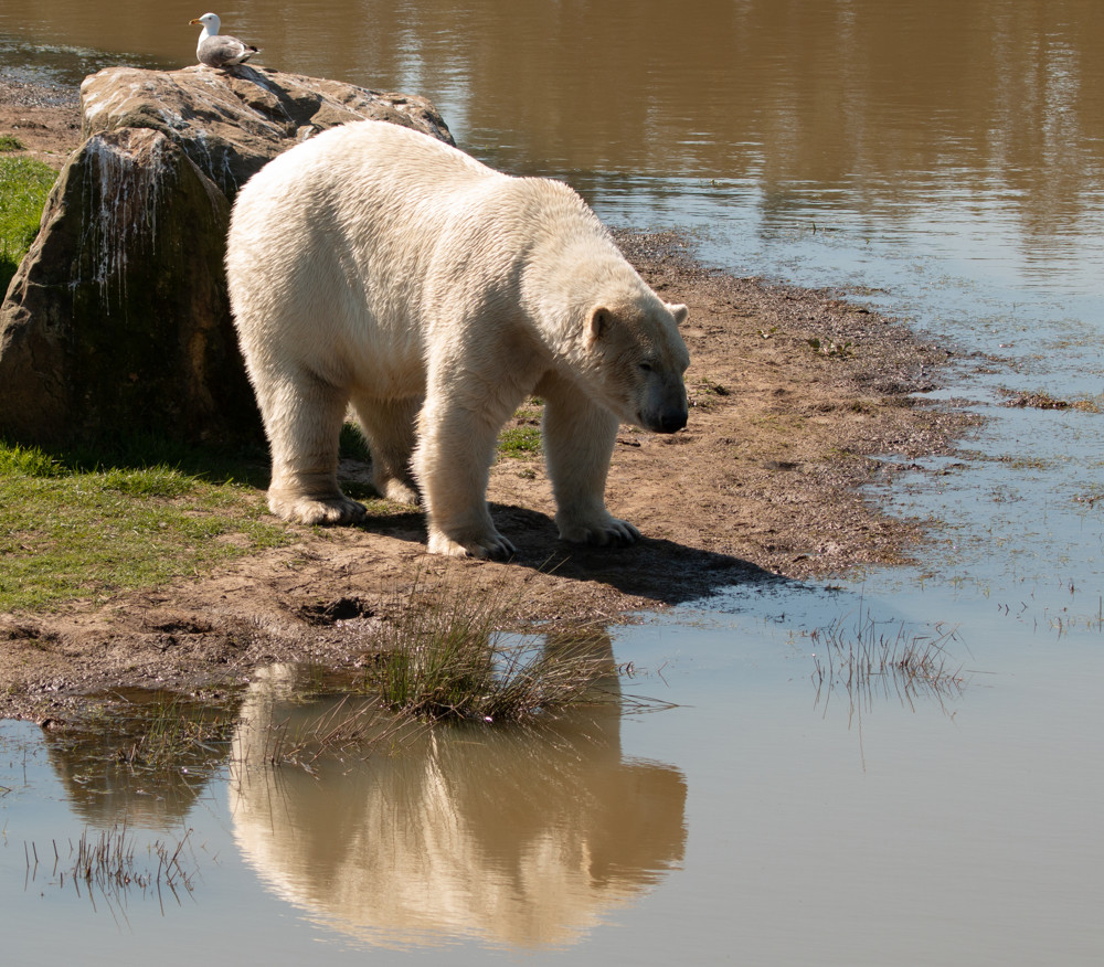 Yorkshire Wildlife Park